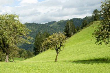 Uzak Dağ Manzaralı Yeşil Tepe Bahçesi.