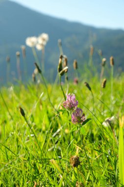 Yeşil dağlık çayır, yazın taze çimen ve çiçekler.