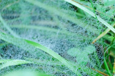 Örümcek Ağı 'nın Sabah Çiyi Damlalarıyla Macro Manzarası.