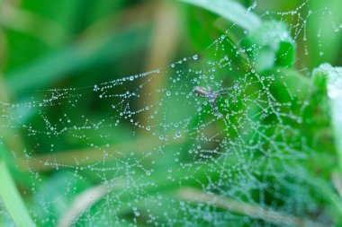 Doğal Soyut Özgeçmiş. Meadow 'da Çiğ kaplı Örümcek İpeği