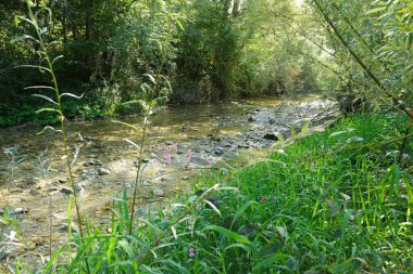 Vahşi Himalaya Balsam Çiçekleri Bir dağ deresinin yanında çiçek açıyor.