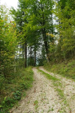 Yaz yürüyüşü patikası, bereketli yeşil yaprak döken orman manzarası..