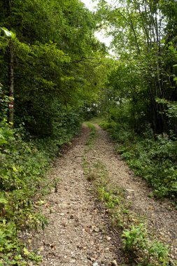 Yaprak döken orman, taze yeşil yapraklar, yeşil odun, ormandaki patika..