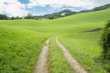 Güneşli Dağ Vadisi Yolu Yeşil Çayırlarla çevrili Huzurlu bir yaz gününde.