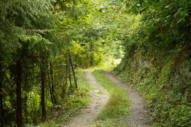 Yaz yürüyüşü patikası, bereketli yeşil yaprak döken orman manzarası..