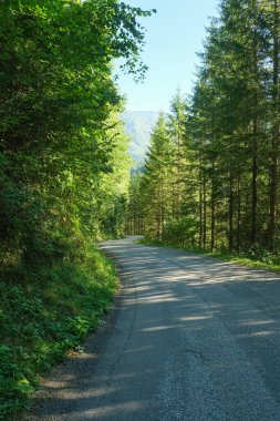Yaz yürüyüşü patikası, bereketli yeşil yaprak döken orman manzarası..