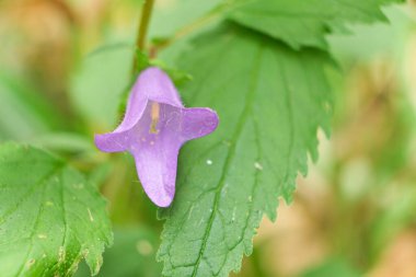 Campanula Trachelum Macro Bloom, Vahşi Çan Çiçeği Yakın plan.