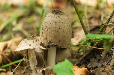 Orman Zemininde Yaygın Mürekkep Kapağı Mantarları Büyüyor.