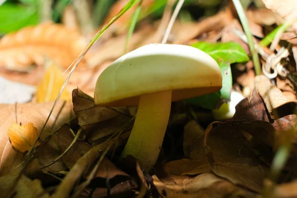 Vahşi Beyaz Mantar Sonbaharda Orman zemininde büyüyor.