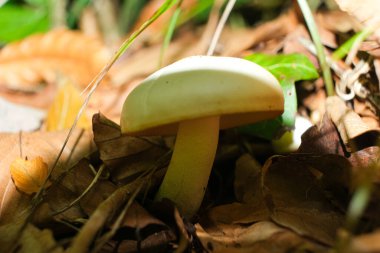 Vahşi Beyaz Mantar Sonbaharda Orman zemininde büyüyor.