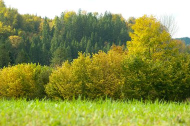 Bereketli Yeşil Çayır Bir Sonbahar Ormanı Sınırında.
