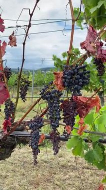 Kurumuş Üzüm Sarmaşığı, Kötü Bakım veya Hastalık Hasarı
