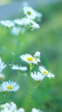 Doğadaki Güzel Erigeron Annuus Çiçekleri, Dikey Yavaş Hareket.
