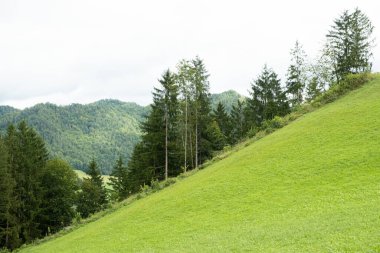 Yeşil yaprak döken yaz ormanı ve yeşil çimen