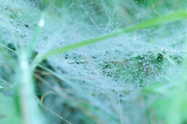 Örümcek Ağı 'nın Sabah Çiyi Damlalarıyla Macro Manzarası.