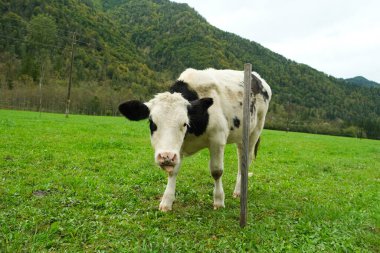 Güzel genç bir Alp siyah beyaz buzağı kameraya bakar..