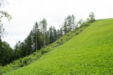 Yeşil yaprak döken yaz ormanı ve yeşil çimen