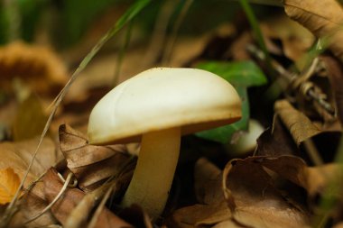 Vahşi Beyaz Mantar Sonbaharda Orman zemininde büyüyor.