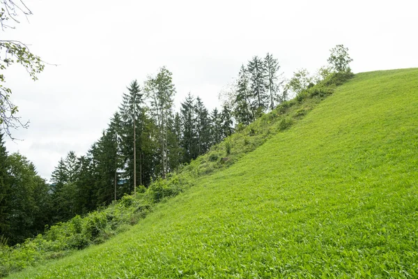 Yeşil yaprak döken yaz ormanı ve yeşil çimen