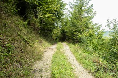 Dağ manzaralı yaprak döken ormanda yürüyüş yapmak.