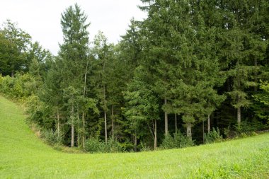 Yeşil yaprak döken yaz ormanı ve yeşil çimen