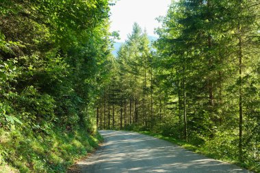 Yaz yürüyüşü patikası, bereketli yeşil yaprak döken orman manzarası..