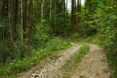 Yaz yürüyüşü patikası, bereketli yeşil yaprak döken orman manzarası..