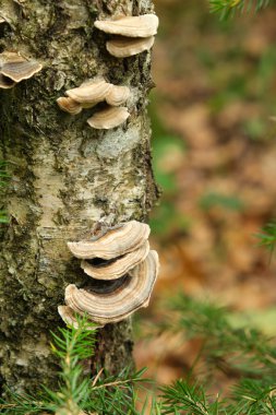 Vahşi Türkiye Kuyruk Mantarları Ormandaki Ağaç Gövdesinde Büyüyor.