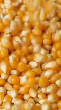 Kurumuş organik mısır tohumlarının dikey yavaş akışı, patlamış mısır için çiğ sarı mısır çekirdekleri.