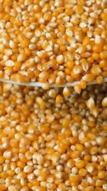 Patlamış mısır için Olgun Kuru Mısır Çekirdekleri Yavaş Hareket Dikey Dökülüyor.