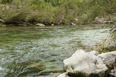 Yazın Güzel Orman Nehir Manzarası.
