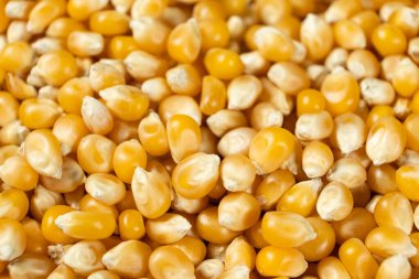 Patlamış mısır için çiğ sarı mısır taneleri.