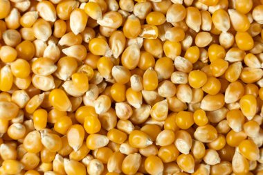 Patlamış mısır için altın mısır yığınının en üst görüntüsü.