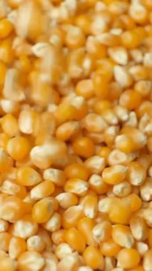 Patlamış mısır için Olgun Kuru Mısır Çekirdekleri Yavaş Hareket Dikey Dökülüyor.