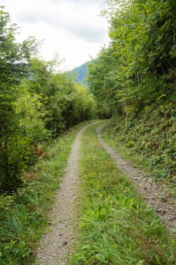 Yaz yürüyüşü patikası, bereketli yeşil yaprak döken orman manzarası..