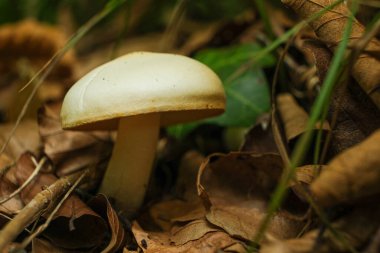 Vahşi Beyaz Mantar Sonbaharda Orman zemininde büyüyor.