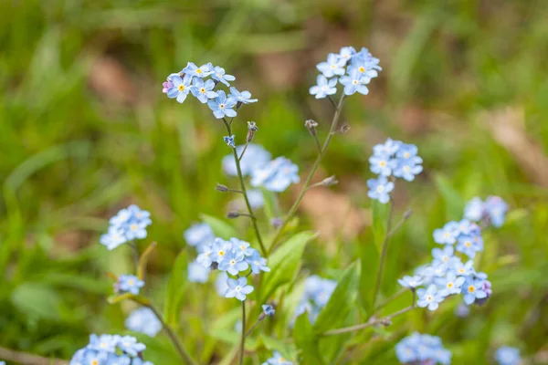Yaz zamanı çayırdaki çiçekleri unutma.