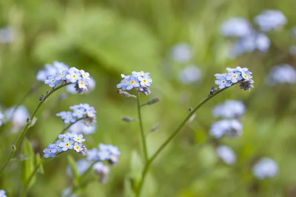 Yaz zamanı çayırdaki çiçekleri unutma.