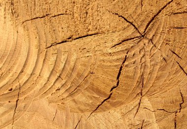 Kahverengi ahşap doku. Soyut arkaplan. Ağaç gövdesinde dairesel testere izleri var..