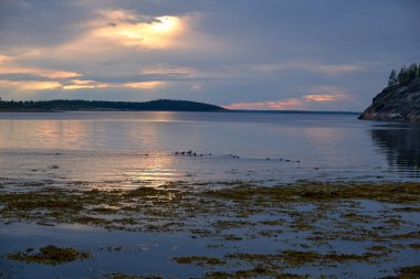 Ördek ve ördek yavruları akşam vakti denizde yüzüyorlar. Akşamüstü Beyaz Deniz Rusya, sessiz bulutlu gökyüzü.