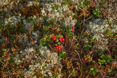 Yagel 'in yosunları ve fundalıkları arasında yetişen böğürtlenli böğürtlen. Yaz, tundra.