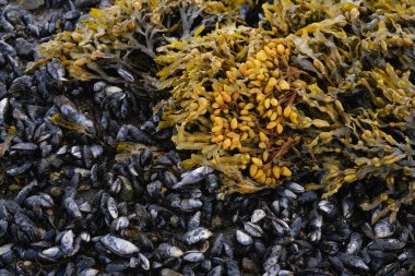 Deniz yosunlarının arka planında midyeler. Yaz. Beyaz denizdeki ada.