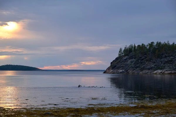 Beyaz Deniz 'de bir adada gün batımı. Ördek ve ördek yavruları akşam vakti denizde yüzerler. Akşam vakti, sessizlik bulutlu gökyüzü.