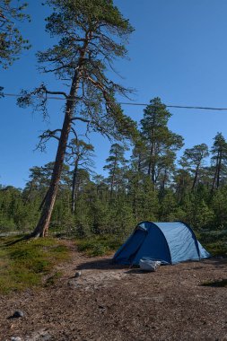 Uzun bir çam ağacının yanına bir turist çadırı kurulmuş. Adalar. Ummer. Rusya.