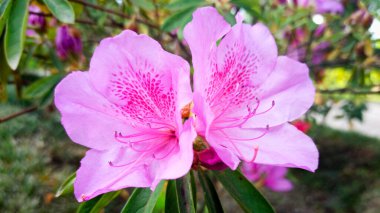 Parkta açelya çiçeği var. Japon bahar bahçesi.