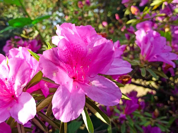 Flor de rododendro floresce em um arbusto na primavera — Fotografia de Stock