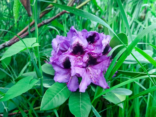 Azalea lilac flower close-up in the park. japanese spring garden — Stock Photo, Image