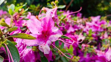 Bahar bahçesinde açelya çiçekleri.