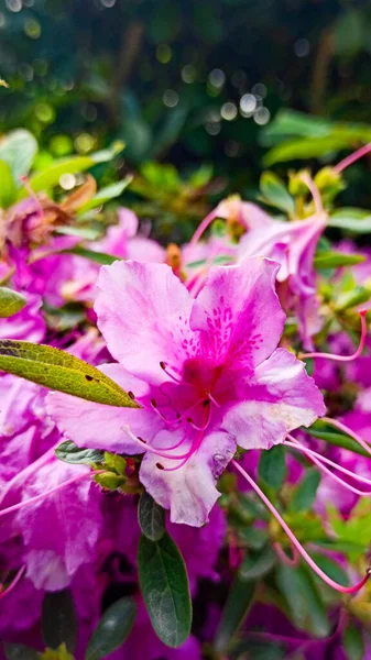 Квітка азалії крупним планом в парку. японський весняний сад — стокове фото