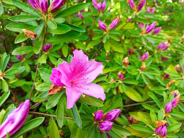 Рожева квітка азалії крупним планом. японський весняний сад — стокове фото